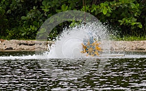 Shrimp fishpond waterwheel in action