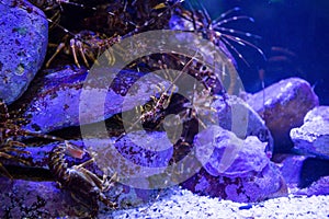 Shrimp hiding in stones in a tank