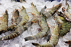 Shrimp on ice