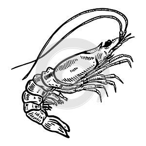 Shrimp illustration on white background. Design element for logo, label, emblem, sign, poster, t shirt