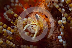 Shrimp inside the urchin