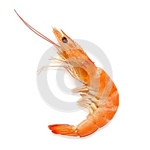 Shrimp isolated on a white background. Cooked Tiger prawn. Top view, flat lay
