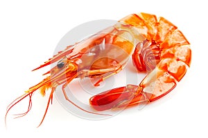 Shrimp isolated on white background. top view