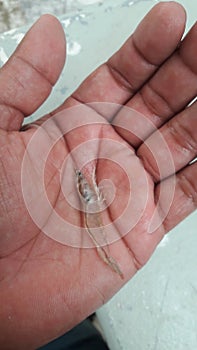 Shrimp larva photo