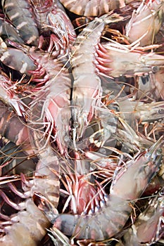 Shrimp at marketplace