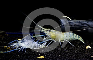 Shrimp molt photo