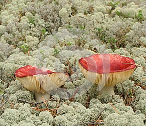 Shrimp mushroom Russula xerampelina