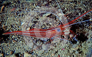 Shrimp parapandalus