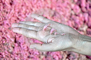 Shrimp Paste Thailand Hand