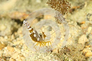 Shrimp - Periclimenes magnificus photo