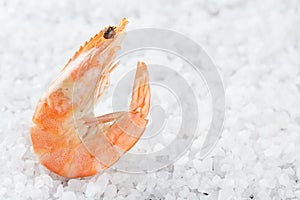 Shrimp on a placer of sea salt. One raw shrimp on a white background. Macro.