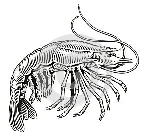 Shrimp or prawn black and white engraving vector illustration for menu, poster or label.