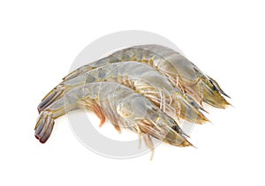 Shrimp prawn isolated on white background