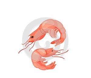 Shrimp prawn seafood in bright color cartoon flat style isolated on white background. Healthy food vector illustration