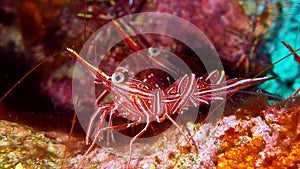 Shrimp in Red sea