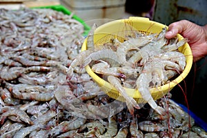 Shrimp for sale in salvador market photo