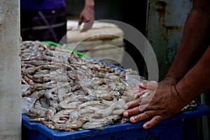 Shrimp for sale in salvador market photo