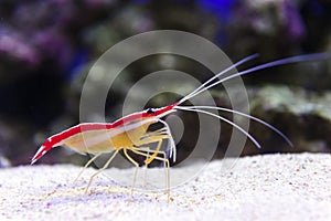 Shrimp on sea bottom