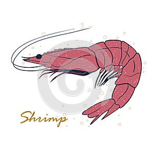 Shrimp sea Caridea animal hand drawn vector illustration isolated on white background. Seafood, fish market label, infographics,