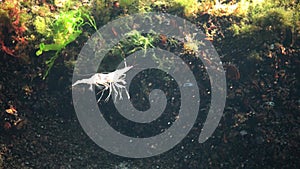 Shrimp on the seabed, the Odessa Gulf. Palaemon adspersus commonly called Baltic prawn, is a species of shrimp that is frequent