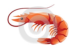 Shrimp shaded vector illustration