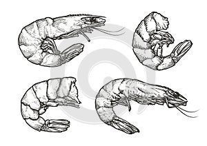 Shrimp sketch. Seafood, food vintage vector illustration
