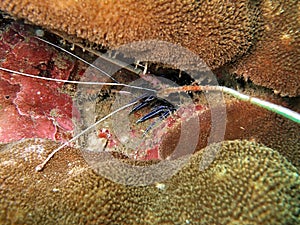 Shrimp in sponge coral