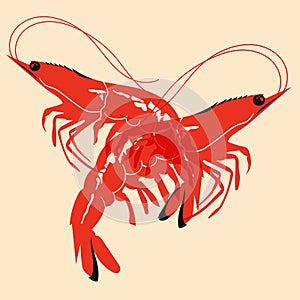 Shrimp. Vector illustration with Riso print effect