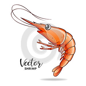 Shrimp vector, popular food like real, isolated on white background, Eps 10