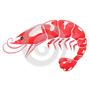 Shrimp watercolor illustration for decoration on marine life.