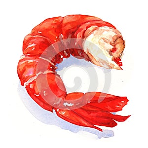 Shrimp. watercolor painting