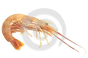 Shrimp on white