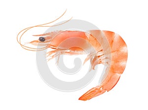 Shrimp whole unpeeled, cooked isolated on a white background with clipping path. Full depth of field