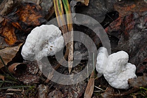 Shrimp of the Woods Fungi on Ground