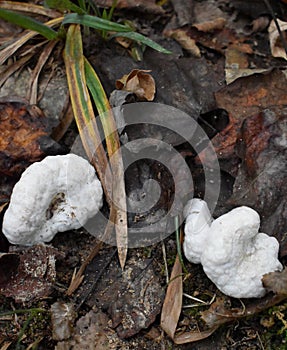 Shrimp of the Woods Fungi on Ground photo