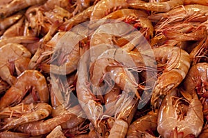 Shrimps photo