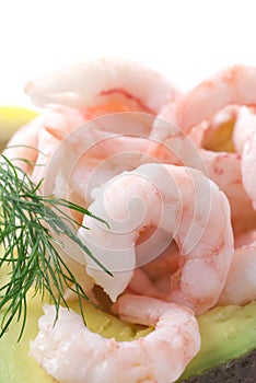 Shrimps photo