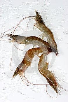 Shrimps