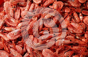 Shrimps