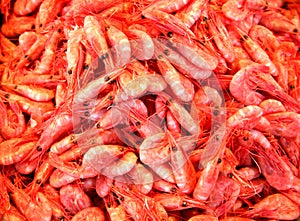 Shrimps photo