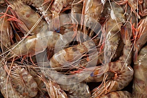 Shrimps