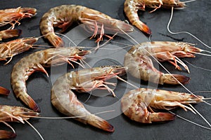 Shrimps