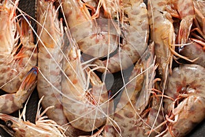 Shrimps