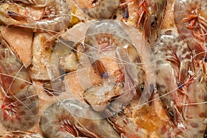 Shrimps