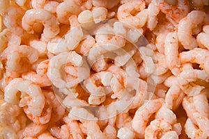 Shrimps background img