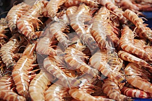Shrimps at the Dubai fish market