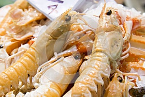 Shrimps photo