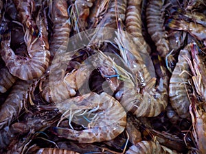 Shrimps at the fishermen market at Jaffa port