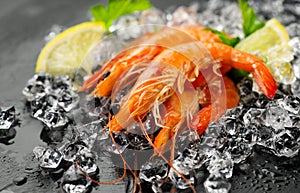 Shrimps. Fresh Prawns on a Black slate Background. Seafood on crashed ice served with herbs, dark backdrop