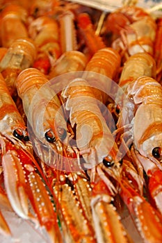 Shrimps On Ice